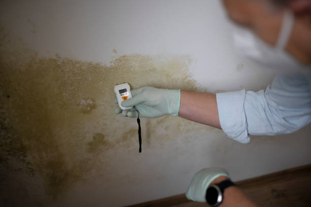 Mold Testing and Removal in Hayneville, AL