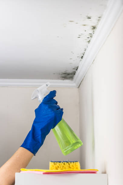 Trusted Hayneville, AL Mold Removal Experts