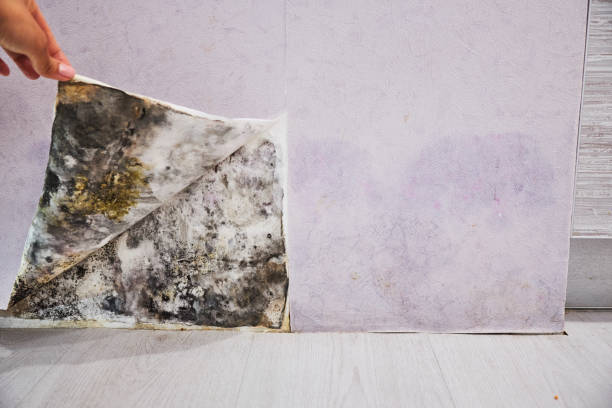 Best Local Mold Removal Service  in Hayneville, AL